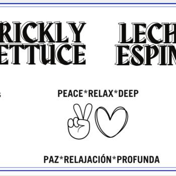 Prickly Lettuce Tincture- Lechuga Silvestre