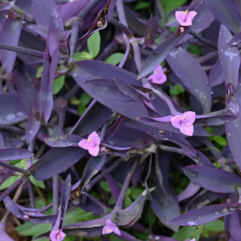 photo of purple jew plant