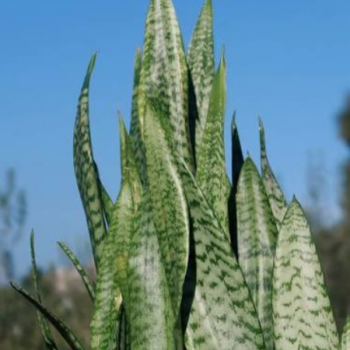 Snake Plant / Sansevieria