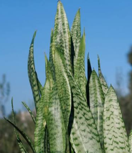 Snake Plant / Sansevieria