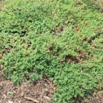 Creeping St John's Wort