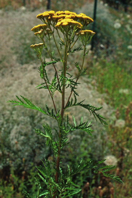Tansy / Tanaceto o Palma de India