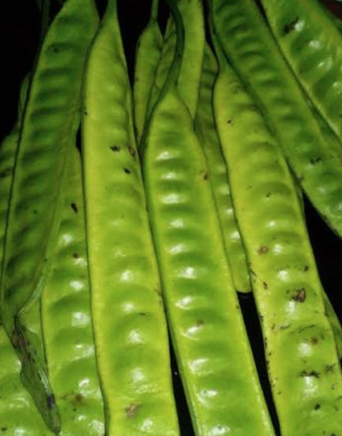 Tree Bean