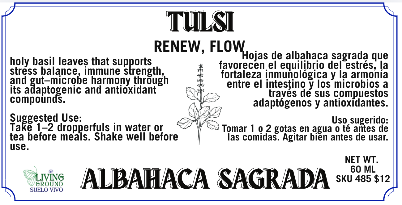 Tulsi - Tulsi (Albahaca Sagrada)