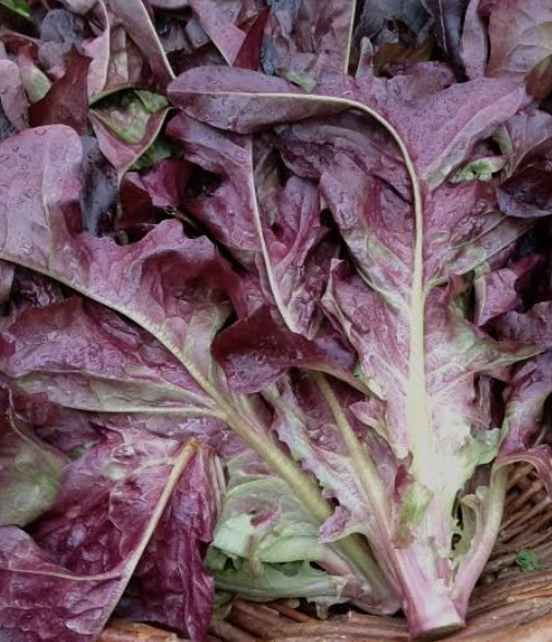 Gourmet, Purple Lettuce - Lechuga Gourmet Morada
