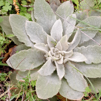 Mullein Leaf