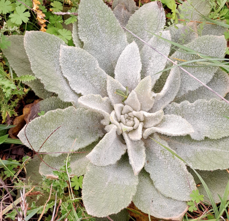 Mullein Leaf
