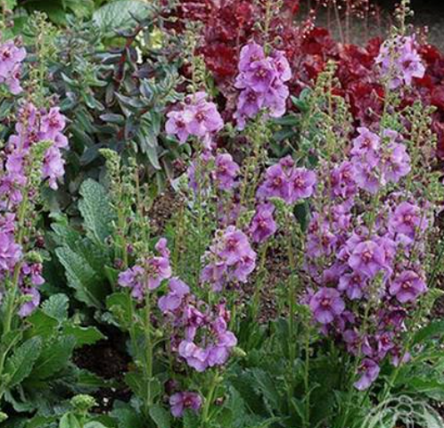 Mullien, Verbascum ‘Sugar Plum’ – Dwarf Hybrid Mullein Seeds
