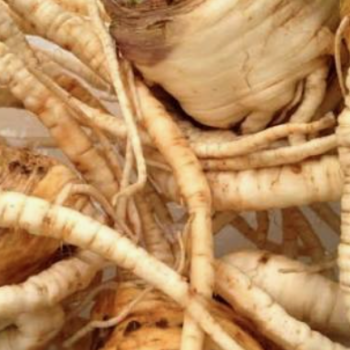 Parsley Root Dried Raíz de Perejil Seca